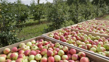 ​Садоводы РФ получили 477 млн рублей страховых выплат за урожай