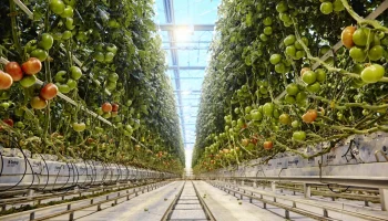 Тепличные комплексы ГК «РОСТ» на Урале застрахованы на 879 млн рублей