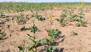 Выплаты по агрострахованию в России утроились в первом полугодии 2024 года