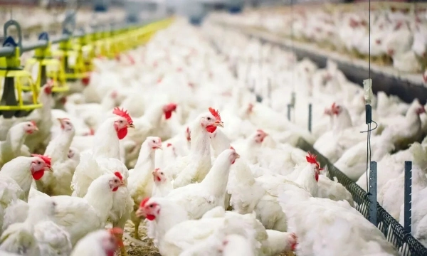 В Ростовской области из-за сбоя погибло 73 тыс. птиц: хозяйство получит 9,2 млн руб. В Ростовской области из-за сбоя погибло 73 тыс. птиц: хозяйство получит 9,2 млн руб.