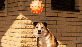 СК &laquo;Пульс&raquo; и E-Promo Group: успешный вывод на рынок нового страхового продукта для домашних животных