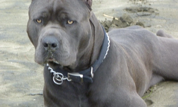 ОСАГО для собак: владельцев опасных пород могут обязать страховать ответственность ОСАГО для собак: владельцев опасных пород могут обязать страховать ответственность