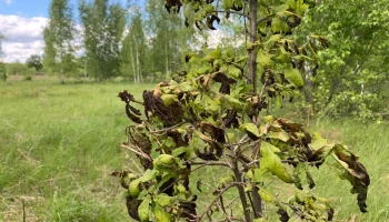 НСА призывает к усилению страховой защиты садоводства в России