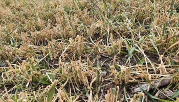 Сенатор призвала регионы вводить режим ЧС при непогоде для защиты аграриев