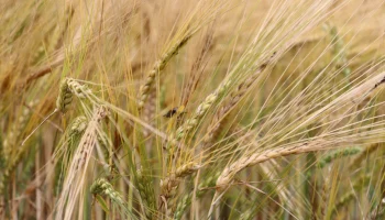 Союз агростраховщиков инициировал упрощенный порядок работы с постоянными клиентами