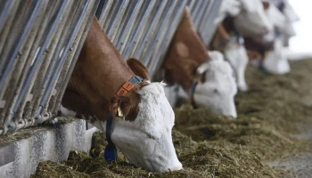 АО СК «РСХБ-Страхование» первым запускает страхование сельхозживотных с господдержкой в Чечне