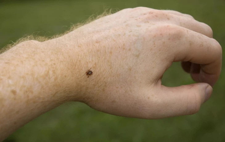 СберСтрахование: почти 400 тыс. клиентов оформили полисы от укусов клещей