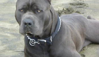 ОСАГО для собак: владельцев опасных пород могут обязать страховать ответственность