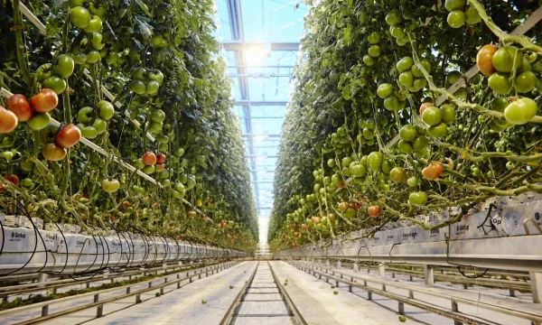 Тепличные комплексы ГК «РОСТ» на Урале застрахованы на 879 млн рублей Тепличные комплексы ГК «РОСТ» на Урале застрахованы на 879 млн рублей