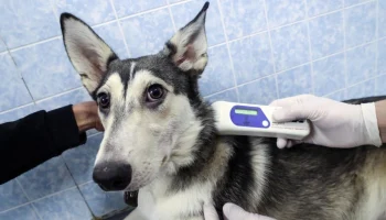 Страхование питомцев в России: онлайн-консультации стали главным трендом отрасли