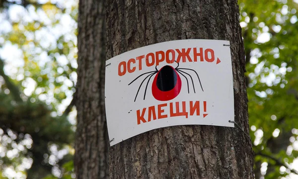 Страховка от клеща 2025: почему в России начался бум на полисы Страховка от клеща 2025: почему в России начался бум на полисы