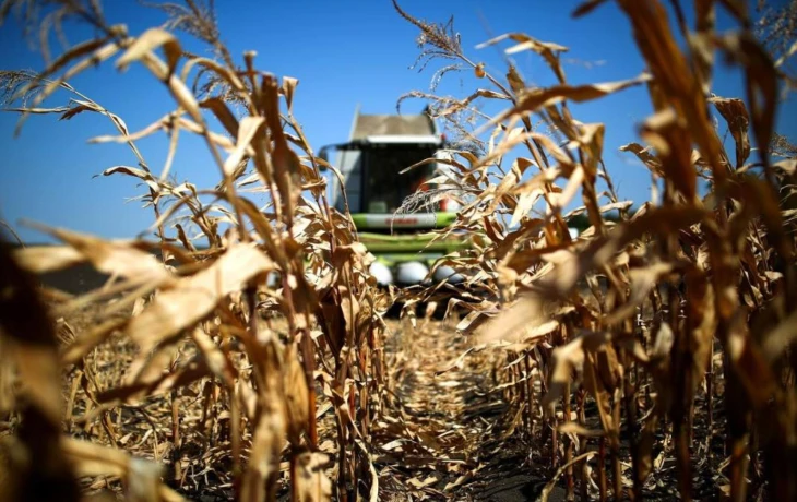 ​&laquo;РСХБ-Страхование&raquo; выплатило 22 млн рублей за урожай кукурузы на Кубани