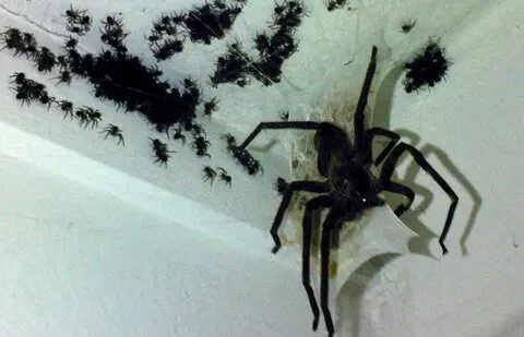 Reddit: Мужчина обнаружил, что новые ароматы притягивают пауков
