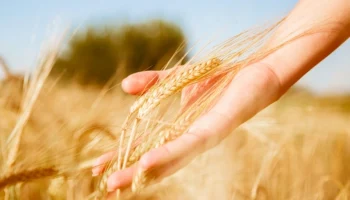 Правительство упростило получение субсидий на агрострахование