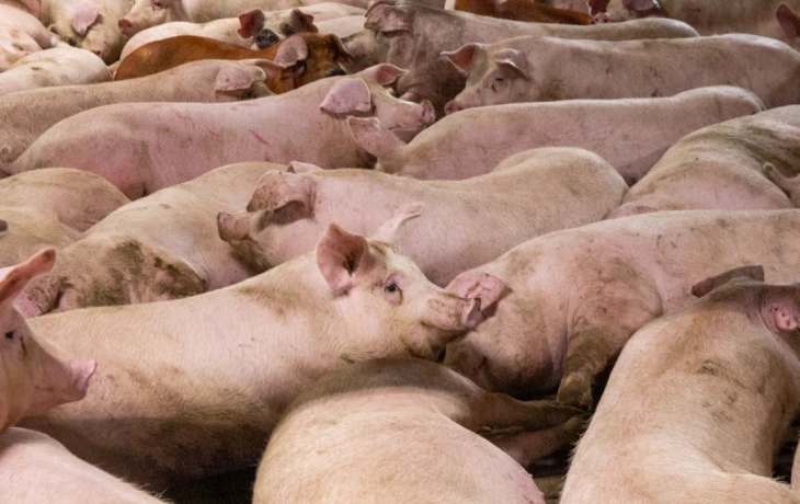 ​Челябинская область возглавила УФО по страхованию сельхозживотных