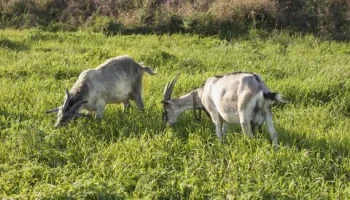 Низкий уровень страхования мелкого рогатого скота в России вызывает опасения