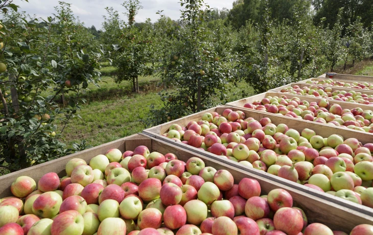 ​Садоводы РФ получили 477 млн рублей страховых выплат за урожай