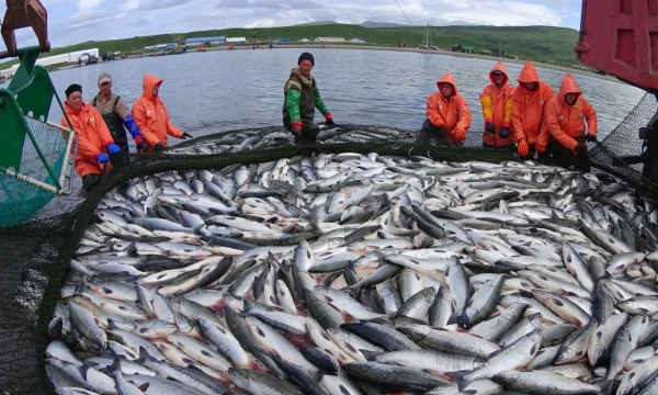 Государству перешло в собственность восемь рыбопромышленных компаний на Дальнем Востоке