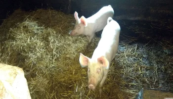 АЧС остаётся главной угрозой для свиноводства России в 2024 году