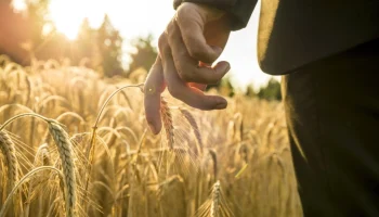 Агрострахование в 2025: Минсельхоз выделит 5,3 млрд рублей