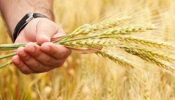 Выплаты аграриям от страховщиков НСА в 2024-2025 гг. достигли 12,5 млрд рублей