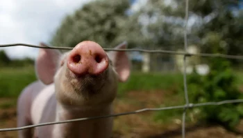 Курский агрохолдинг требует с &laquo;Альфастрахования&raquo; 300 млн рублей