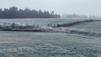 Ущерб от заморозков в Саратовской области: важность страхования для защиты сельхозпроизводителей