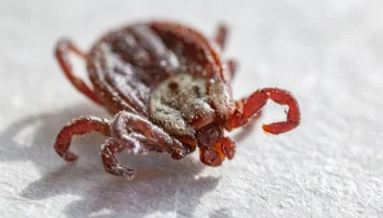 Волгоград лидирует по количеству укусов клещей в России