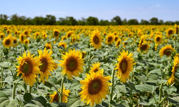 Форум «АльфаАгро» в Волгограде: в фокусе агрострахование и цифровизация АПК