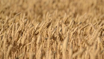 ​Правительство направит 5,5 млрд рублей на агрострахование в 2026 году