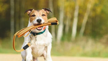 Страховка для питомцев: новая защита от летних неприятностей