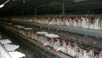 «РСХБ-Страхование» выплатила 5,8 млн рублей за падеж птицы в Воронежской области