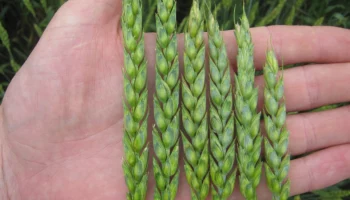 Страховая компания "РСХБ-Страхование" оказывает поддержку пострадавшим от наводнений в регионе