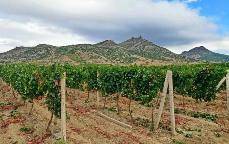 ​Пострадавшие от паводка виноградники Дагестана остались без страховки