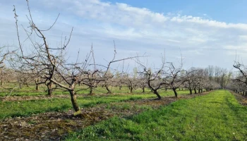 Садоводы Черноземья не спешат страховать урожай из-за цены и сложности полисов