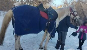 Страховая компания признала наездника на лошади пешеходом и оплатит ремонт поврежденного автомобиля