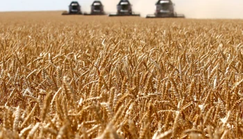 В Ставропольском крае за три года удвоилось число застрахованных хозяйств