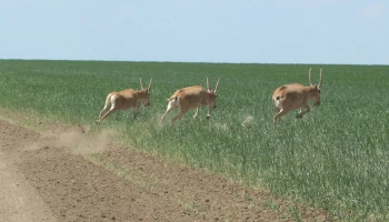 Минсельхоз поручил оценить ущерб от сайгаков и разработать систему страхования